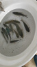 光威（GW） 鱼竿赤刃五代台钓竿超轻超硬碳素钓鱼竿垂钓钓具用品调手竿 5.4m 赤刃Ⅴ代时尚版 实拍图