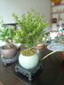 开时果 小叶赤楠盆景摆件 办公室桌面绿植花卉好养盆栽植物源头直发包邮 【热销款】哥窑浸墨盆+苔藓+底座 实拍图