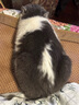 愛肯拿（ACANA）猫粮 海洋盛宴成猫幼猫粮 全价无谷原装进口鱼肉粮1.8kg效期26/4 实拍图