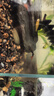 森悠（SARYOR）金苔鼠淡水鱼鱼缸清洁鱼观赏鱼热带鱼好养工具鱼吃垃圾鱼 清缸套餐6条 实拍图