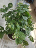 【雅之典】重瓣茉莉花盆栽室内观花植物四季好养带花苞开花不断绿植 茉莉花6年苗【仿陶盆】 好养活 实拍图