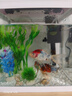 锦鲤鱼活体观赏鱼活鱼小型易养冷水淡水鱼小鱼苗锦鲤金鱼好看锦鲤 三色 10-12cm 3条 实拍图