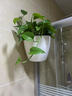 欧林泽 绿萝植物壁挂花盆 自动吸水墙壁挂式 免浇水 仿陶瓷家居创意挂件 阳台厨房挂式个性懒人盆 中号/直径13X高14厘米 实拍图
