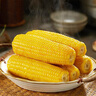 京鲜生 东北黄糯玉米250g*10棒 新鲜甜糯玉米棒真空包装粘玉米 源头直发 实拍图