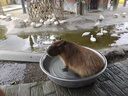 佳农 黑钻菠萝1粒装 巨无霸大果 菲律宾凤梨 净重3.6斤 生鲜水果 包邮 实拍图