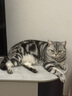 NOW FRESH进口无谷成猫粮 优质蛋白呵护泌尿全猫通用 8磅/3.63kg 效期25.10 实拍图