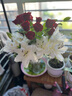 【玫瑰花】花店同款甘肃玫瑰西北鲜花无土栽培易开花期长七夕礼物 娜欧米单头玫瑰 10枝 实拍图