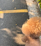 Orijen渴望狗粮 成犬幼犬无谷鸡天然鸡肉进口全价通用犬粮2kg 效期26/1 实拍图