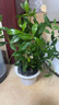 八芽小叶栀子花盆栽开花植物室内桌面茶几好养花卉绿植办公室净化空气 小叶栀子花-陶瓷竖纹盆 带盆栽好 实拍图