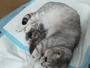 Orijen渴望猫粮 成猫幼猫干粮 六种鱼肉无谷全价通用进口5.4kg效期26/5 实拍图