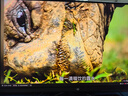 泰坦军团 23.8英寸 2K 180Hz FastIPS 1ms  350nits  95%P3广色域电竞屏幕 HDR10 低蓝光电脑显示器 P2410R 实拍图