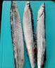 中洋鱼天下 (ZHONGYANG GLOBAL FISH) 北太平洋秋刀鱼2斤 冷冻 烧烤食材 生鲜鱼类 日料 实拍图