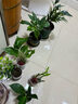 懒人水培绿植九里香绿萝文竹室内易养净化空气花卉盆栽植物花卉 发财树1颗【不含盆】土培水培皆可15-20cm 实拍图