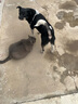 麦富迪狗粮 藻趣儿狗粮成犬粮牛肉螺旋藻 均衡营养2.5kg 实拍图