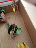 草莓苗四季奶油草莓苗种植盆栽阳台庭院地栽当年结果南方北方种植 奶油草莓 【2盆装】 实拍图