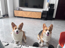 伯纳天纯生鲜小型犬中大型犬粮丛林探秘鹿肉味泰迪比熊幼犬成犬粮2kg/4斤 实拍图