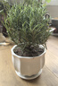 花翁盆栽可食用百里香香草植物香料 大盆迷迭香（莲花瓷盆）源头直发 实拍图