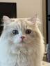 领先主食猫罐头猫咪零食湿粮无谷无胶冰淇淋舔舔质地鸡肉味85g*24罐 实拍图