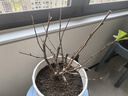 花竹恋长寿冠海棠盆栽盆景梅花树桩重瓣树苗红梅耐寒耐旱植物不含盆 8年长寿冠海棠当年开花 实拍图