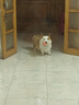 麦富迪狗粮 乖宝乐狗粮成犬通用均衡营养（牛肉蛋黄）10kg/20斤 实拍图