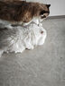 网易严选宠物主粮幼猫成猫全价猫粮 深海鱼虾口味1.8kg*4袋 实拍图
