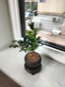 开时果 各类绿植盆栽盆景DIY素材苗 六月雪文竹小苗室内造景微景观植物 胡椒木（小杯） 实拍图