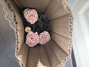 沭之美康乃馨盆栽母亲节礼物观花植物桌面绿植粉色+0.5加仑盆 源头直发 实拍图