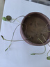 寿禾 荷塘泥碗莲土水生植物营养土专用泥土 荷塘泥1600g 实拍图