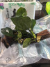 疯狂水草（FKSC）真水草鱼缸造景套餐净化水质懒人鱼缸水草植物直接入缸蜈蚣草 大叶榕【双头沉木】 实拍图