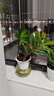 叹为观止室内水培土培懒人盆景植物清新空气办公室盆栽桌面 金钱树 玻璃盆 带盆栽好 实拍图
