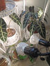 三思夹子植物灯led室内全光谱绿植盆栽花卉分区补光灯-10W不定时 实拍图