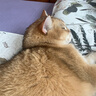 来旺兄弟猫咪剃脚毛器宠物狗狗剃毛器局部修剪电动推子LED灯PC-280白色 实拍图