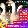 潮汕狮头鹅苗正宗一斤汕头小狮头鹅活苗特大种纯种狮头鹅成年幼苗 买4送1 共5只【单只1斤左右】 实拍图