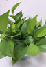 双盟绿萝盆栽除甲醛花卉绿植办公室新房净化空气180加仑4盆装源头直发 实拍图