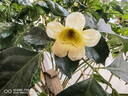 妇炎洁益生菌卫生护垫155mm20片添加益生菌净味多功能芯片【品牌直供 】 实拍图