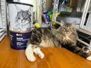 卫仕（NOURSE）猫咪全价主食爆爆酱湿粮营养餐包盒全阶段成幼猫补水罐头猫条零食 猫用40g 全阶段 实拍图