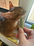 HELLOJOY猫草棒猫咪磨牙棒零食猫草冻干成幼猫化毛球排毛猫草片 80g/罐 实拍图