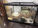 Barbarous Growth玻璃爬缸蜥蜴蛇甲虫乌龟陆龟爬宠爬虫角蛙饲养箱盒专用缸鱼缸 BT-05(30*20*20) 实拍图