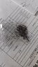 伊势尼鱼钩散装伊豆正品有倒刺鱼钩爆炸钩鲫鱼钩草鲤鱼钩渔具用品 3号 50枚【加强款】 实拍图