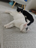 普安特猫咪狗狗宠物复合维生素片维生素b皮肤病视力衰退掉毛美毛金维葆 实拍图