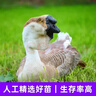 潮汕狮头鹅苗正宗一斤汕头小狮头鹅活苗特大种纯种狮头鹅成年幼苗 买4送1 共5只【单只1斤左右】 实拍图