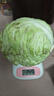 新鲜甘蓝包菜卷心菜新鲜嫩绿莲花白现摘现发到京东来买菜 新鲜包菜 2.5-3斤 人工挑拣 实拍图