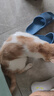 凯锐思天然猫粮成猫粮鱼肉蓝猫全价猫粮 【肠胃健康】 鱼肉味-4斤 实拍图