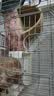 安迪优美兔子兔兔窝 龙猫天竺鼠荷兰猪草窝 保暖草垫  草窝兔子兔兔窝龙猫 大号拱形草窝 实拍图
