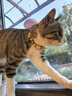 萌嘟星宠 猫咪铃铛项圈狗狗宠物编织项链可调节颈脖圈用品 五彩款 实拍图