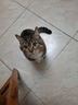 凯锐思天然猫粮成猫粮鱼肉蓝猫全价猫粮 【肠胃健康】 鱼肉味-4斤 实拍图
