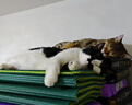 普安特宠物狗狗猫咪微量元素片防异食癖啃土吃草挑食补氨基酸微量元素片 实拍图
