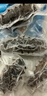 久年大连即食海参1000g12-18只官方旗舰店京东自营 海鲜辽刺参礼盒 实拍图