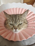 智宙 高档伊丽莎白圈猫咪宠物头套防舔脖圈防咬绝育狗狗软耻辱圈布偶 伊丽莎粉+白圈【小码】3~8斤 实拍图