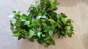 双盟绿萝盆栽除甲醛花卉绿植办公室新房净化空气180加仑4盆装源头直发 实拍图